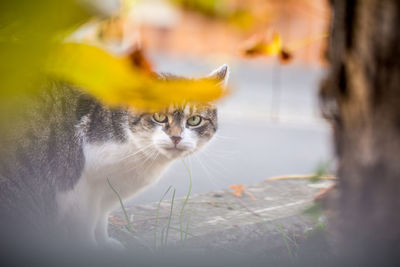 Close-up of cat looking away