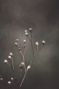 Close-up of flowering plant
