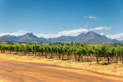 Scenic view of field against blue sky