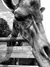 Close-up of horse against sky