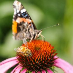 Close-up of butterfly on flower