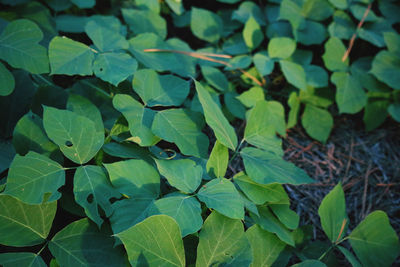 High angle view of leaves on field