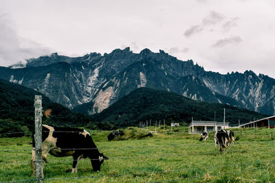 Cow in a field near the mountain