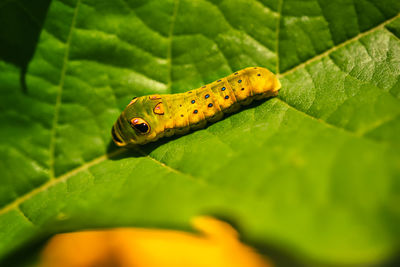 Close-up of insect on leaf