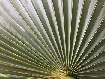 Full frame shot of palm leaf