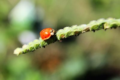 Close-up of ladybug on plant