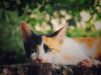 Close-up portrait of a cat