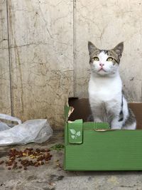 Portrait of cat on wall