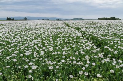 Scenic view of flowering plants on field against sky