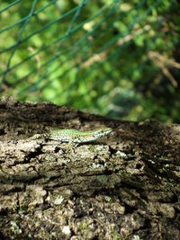 Close-up of tree stump