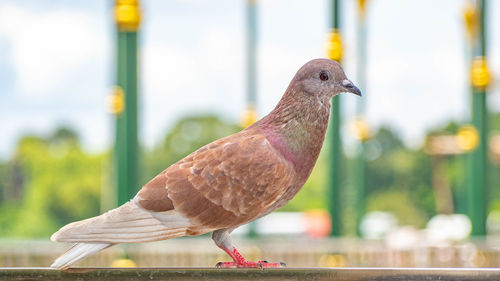 Close-up of bird perching on railing