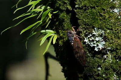 Close-up of insect perching on tree