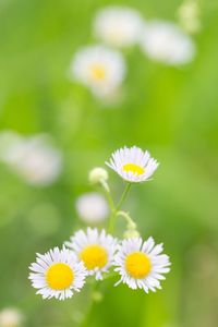 Close-up of white daisy flower