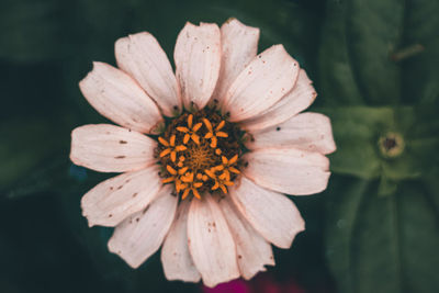 Close-up of orange flower