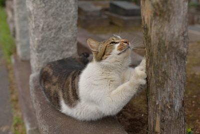 Close-up of cat climbing on tree