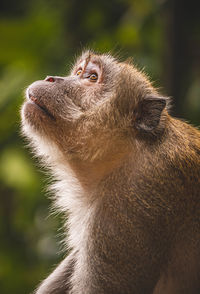 Close up of a deep thinker monkey	