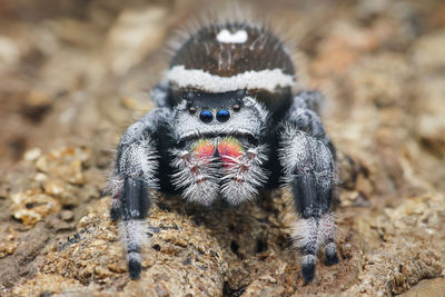 Close-up of spider