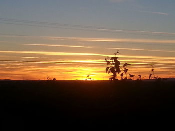 Silhouette of trees at sunset