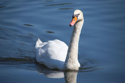 White swan on lake