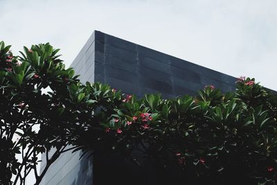 Low angle view of flowering plants by building against sky