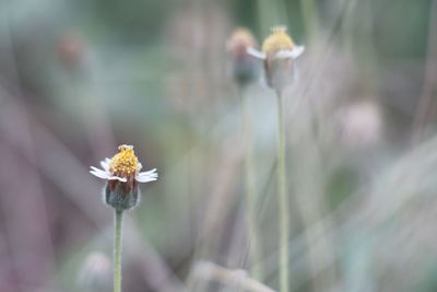 Close-up of white flowering plant