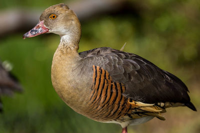 Close-up of duck