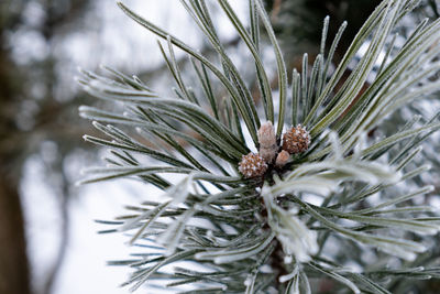Close-up of pine cone on tree during winter