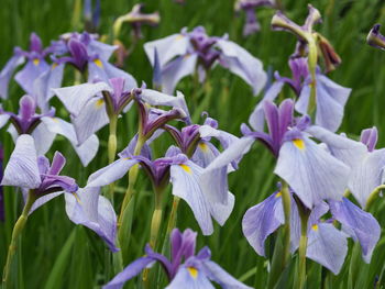 Close-up of purple flowering plants