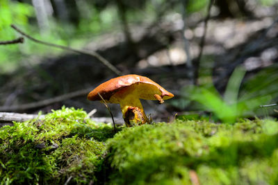Close-up of mushroom growing on field