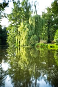 Reflection of trees in lake