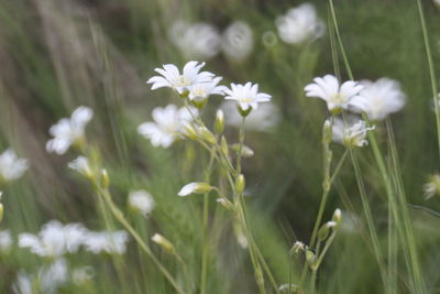 Close-up of white flowering plants on field