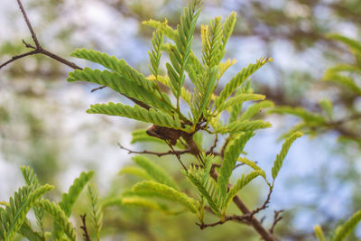 Close-up of plant growing on tree