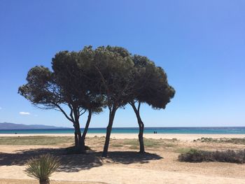 Tree on beach against clear blue sky