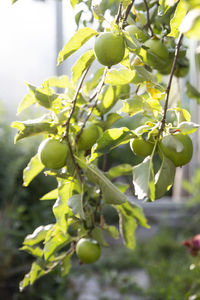 Close-up of fruits growing on tree