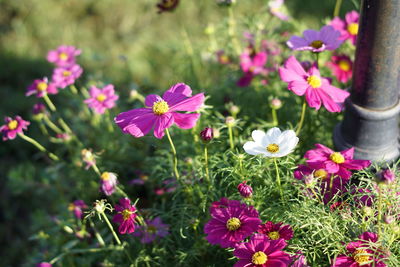 Close-up of pink flowering plants on field