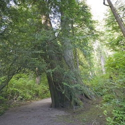 Trees in park