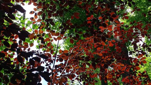 Low angle view of tree