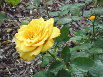 Close-up of yellow rose blooming outdoors