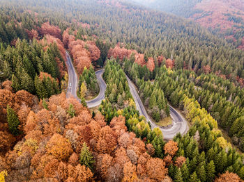 High angle view of pine trees in forest