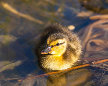 Close up low level water view of duckling mallard chick chicks