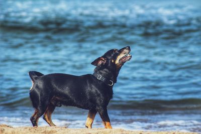 Dog in water