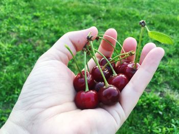 Cropped image of hand holding fruits