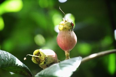 Close-up of fruit on plant