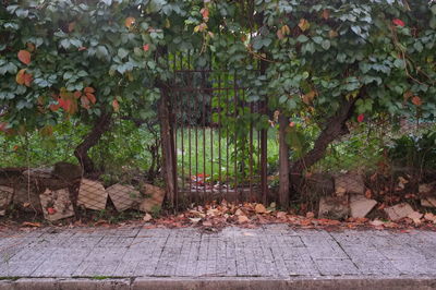 Leaves on footpath