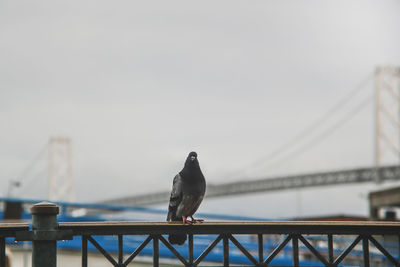 Bird perching on railing against bridge