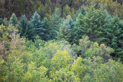 Pine trees in forest