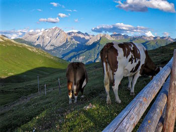 Cows grazing in a field