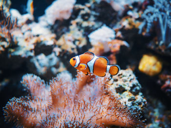 Close-up of fish swimming in sea