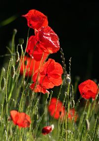 Close-up of red poppy flower