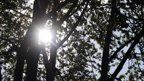 Sun shining through trees in forest